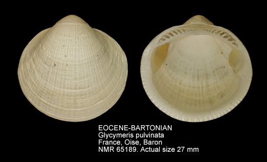 EOCENE-BARTONIAN Glycymeris pulvinata.jpg - EOCENE-BARTONIANGlycymeris pulvinata(Lamarck,1805)